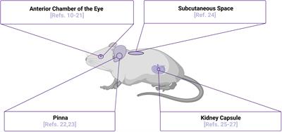 Mouse models and human islet transplantation sites for intravital imaging